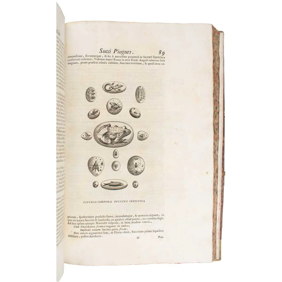 Metallotheca. Opus posthumum, auctoritate, & munificentia Clementis undecemi PontificisMaximi ex tenebris in lucem eductum; Opera autem, & studio Joannis Mariae Lancisii… illustratum (6)