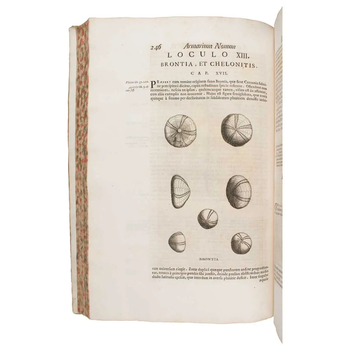 Metallotheca. Opus posthumum, auctoritate, & munificentia Clementis undecemi PontificisMaximi ex tenebris in lucem eductum; Opera autem, & studio Joannis Mariae Lancisii… illustratum (5)
