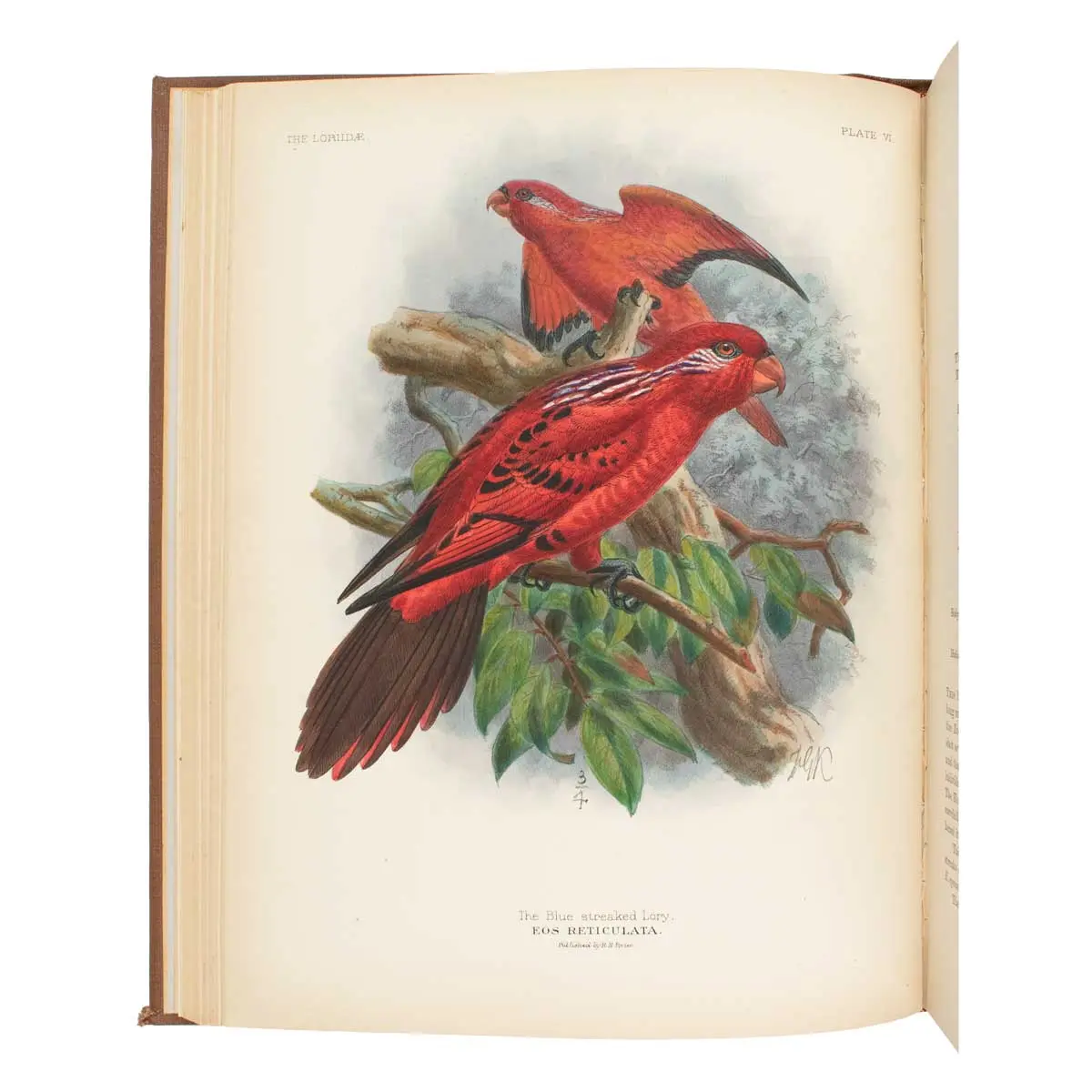 A Monograph of the Lories, or Brush-Tongued Parrots, composing the family Loriidae.