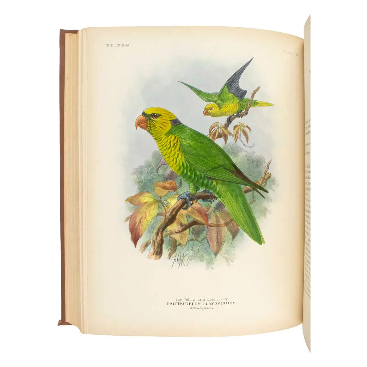 A Monograph of the Lories, or Brush-Tongued Parrots, composing the family Loriidae (3)