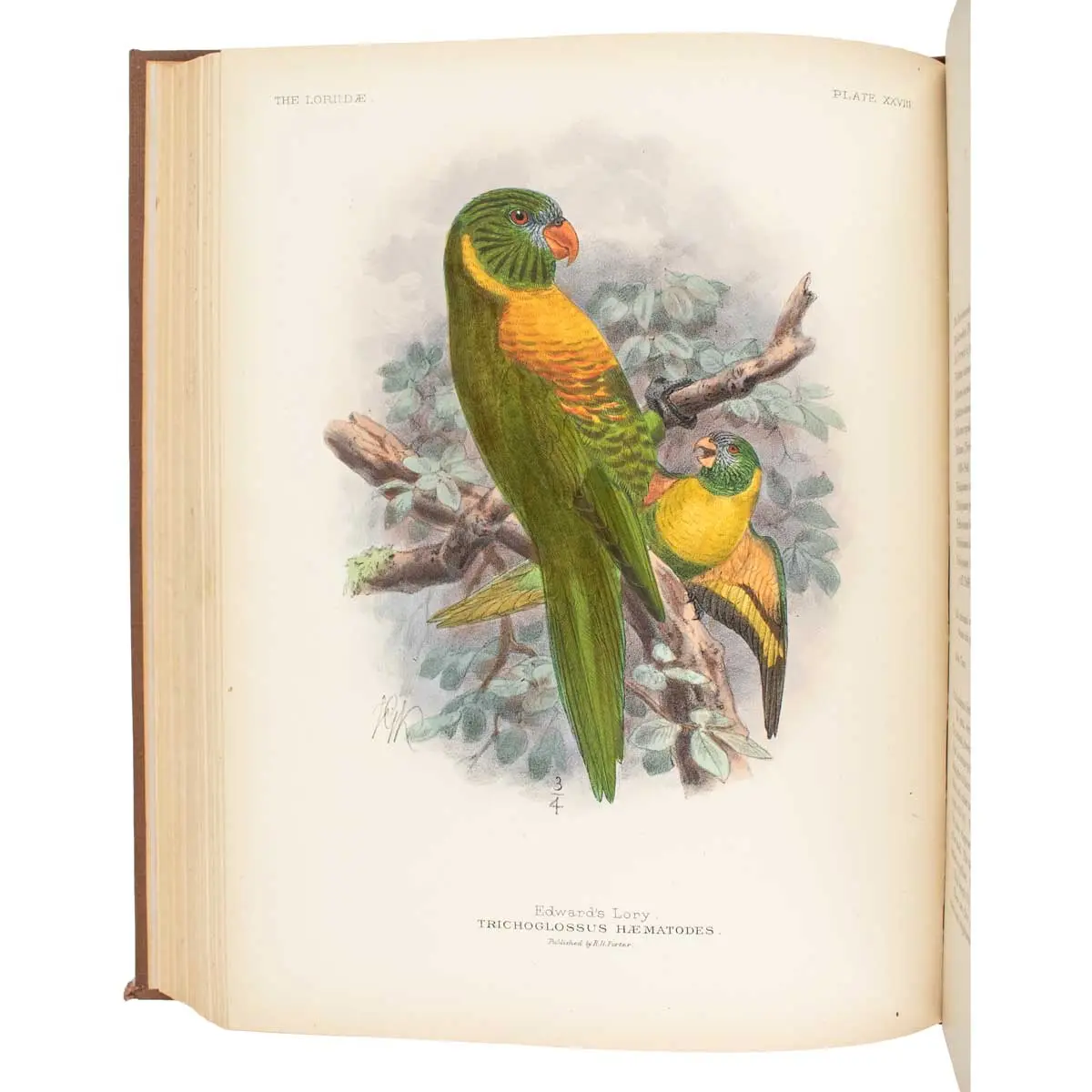 A Monograph of the Lories, or Brush-Tongued Parrots, composing the family Loriidae (4)