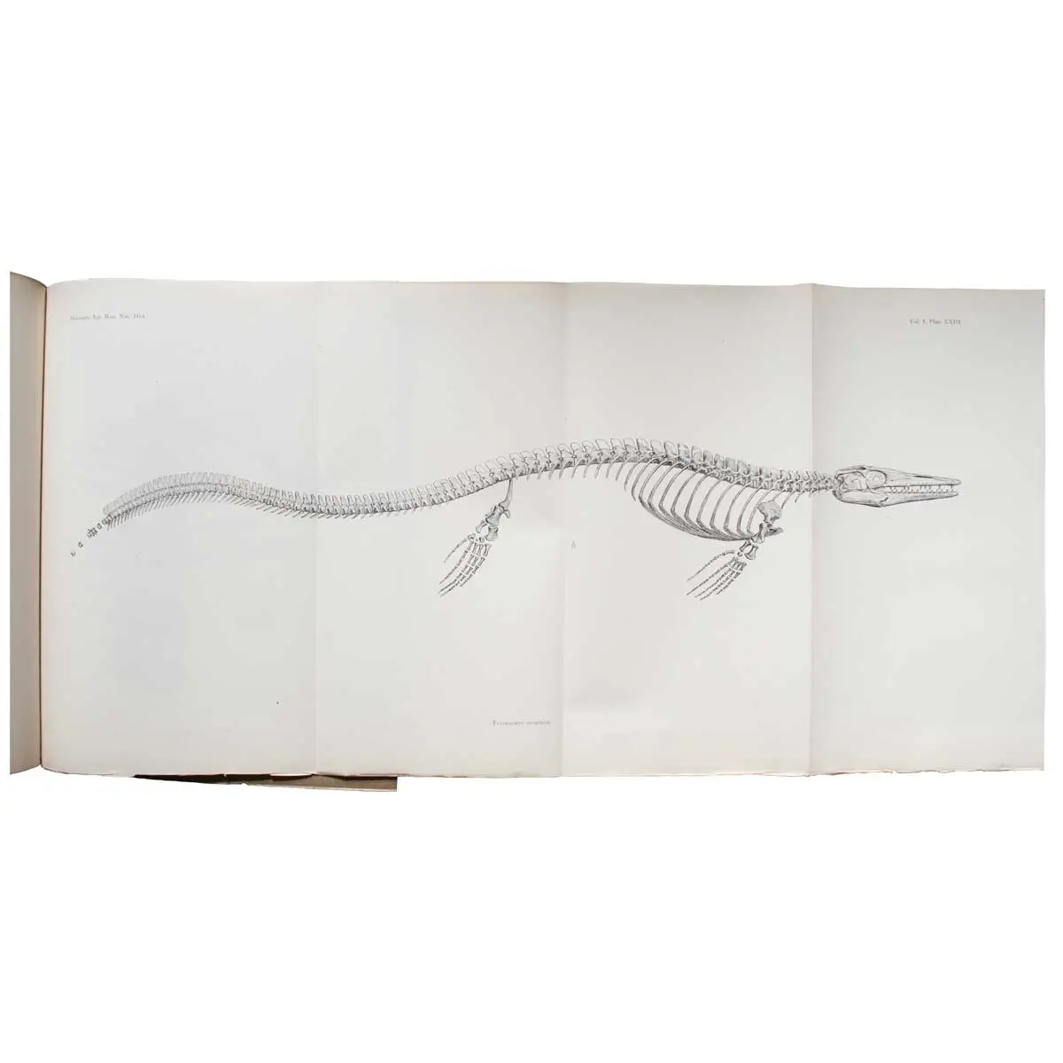 Memoirs of the American Museum of Natural History. Volume I, Parts IV and V. Part IV. — A Complete Mosasaur Skeleton, Osseous and Cartilaginous. Part V. — A Skeleton of Diplodocus (3)