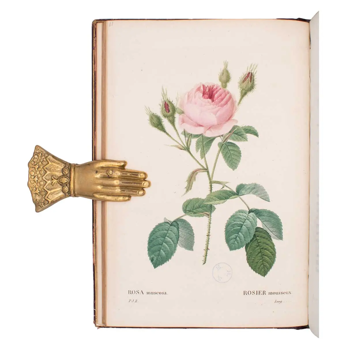 Les Roses…. avec le texte par C.A. Thorry, (4)