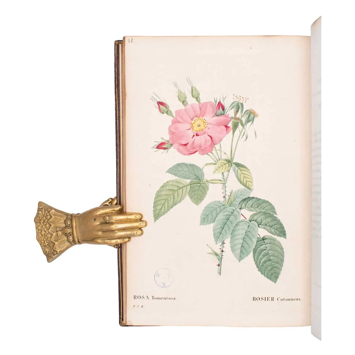 Les Roses…. avec le texte par C.A. Thorry, (5)