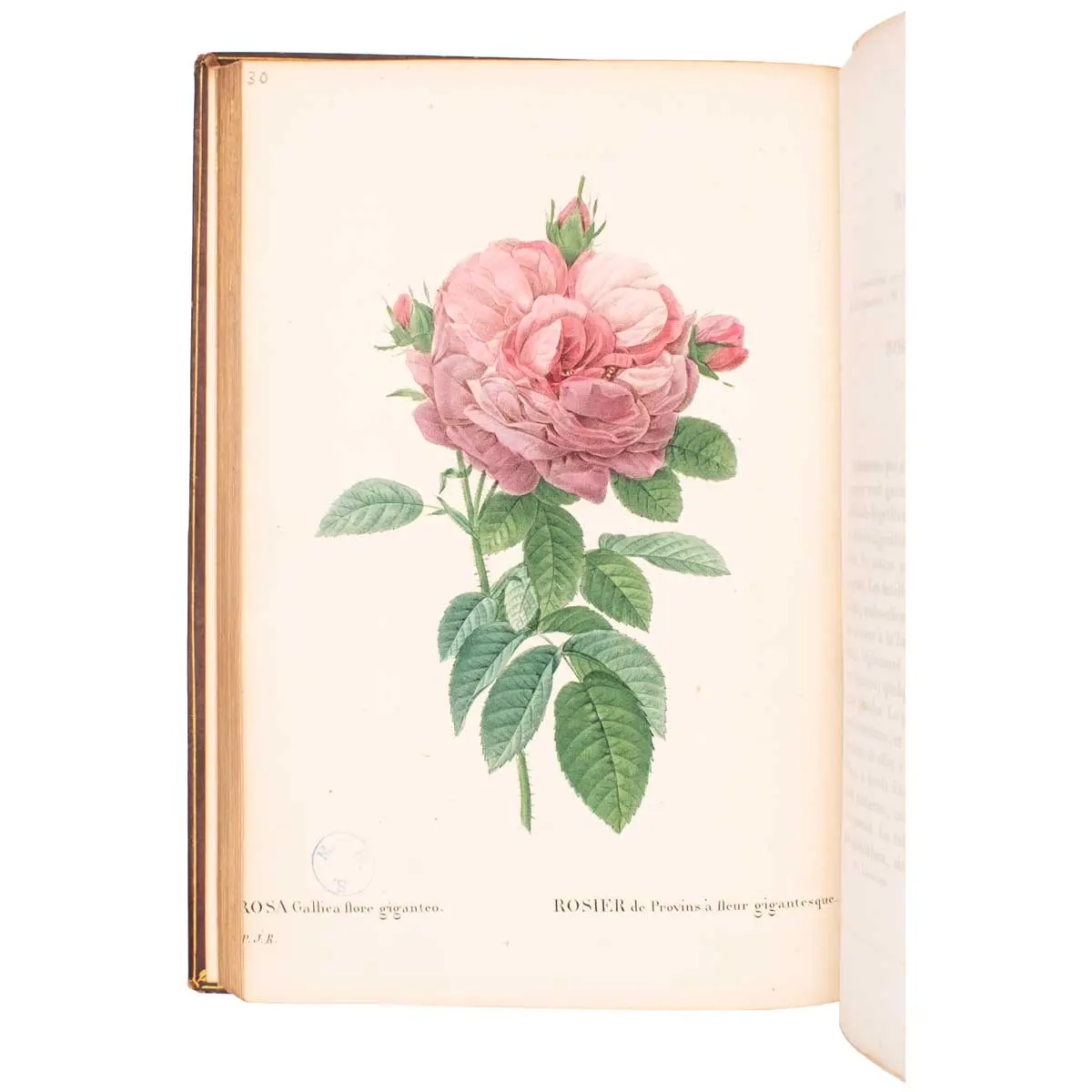 Les Roses.... avec le texte par C.A. Thorry,