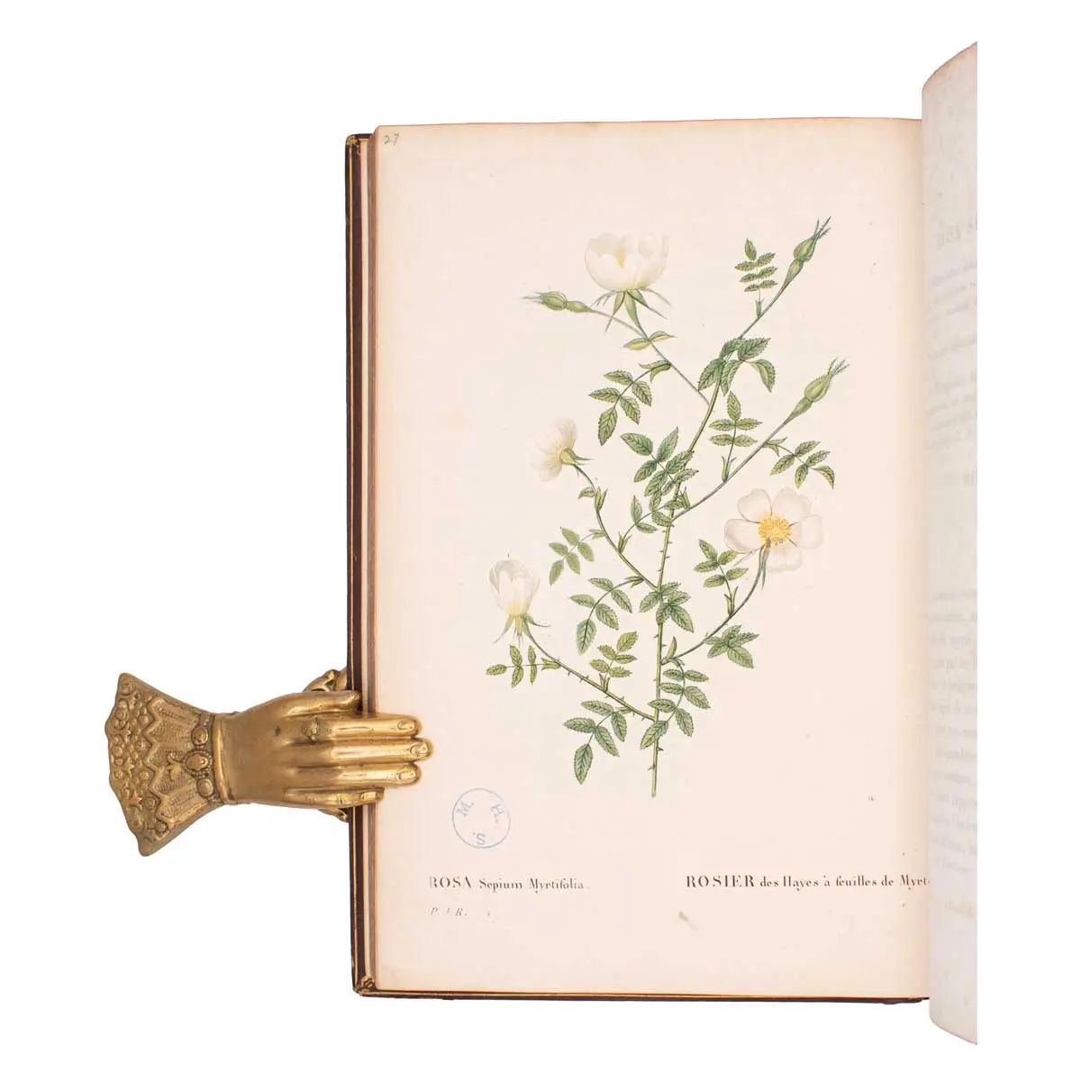 Les Roses…. avec le texte par C.A. Thorry, (6)