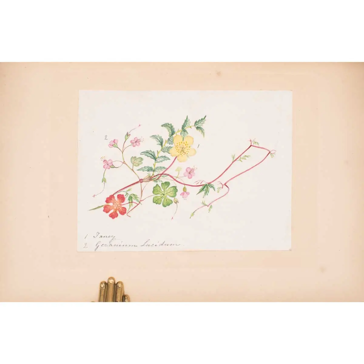30 Victorian Botanical Illustrations in Watercolour (2)