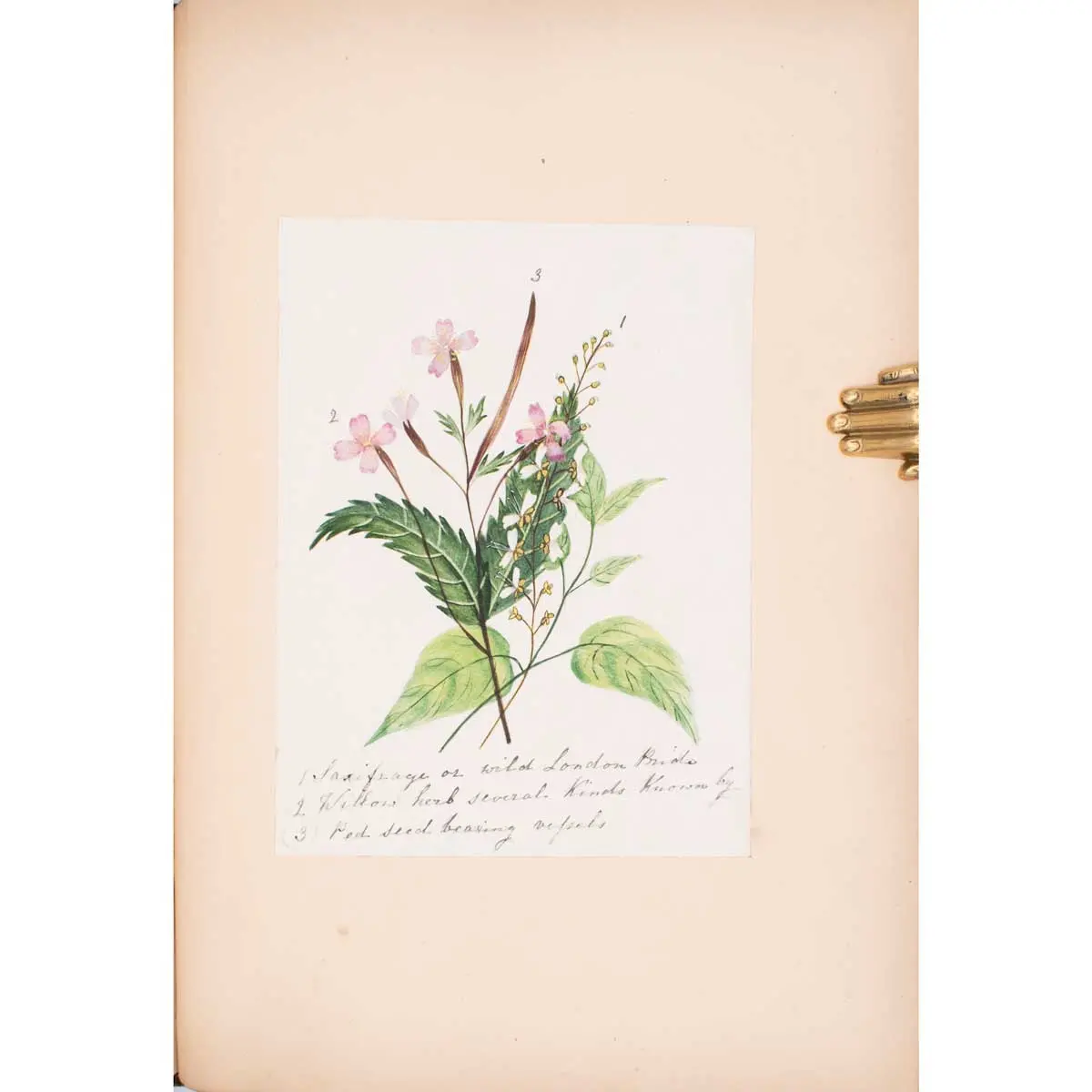 30 Victorian Botanical Illustrations in Watercolour (3)
