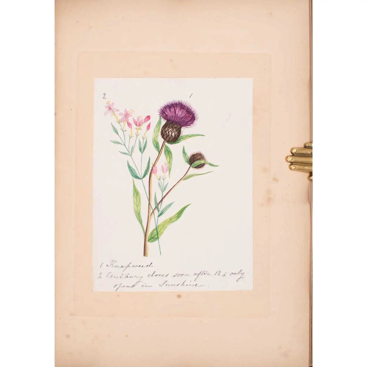30 Victorian Botanical Illustrations in Watercolour (4)