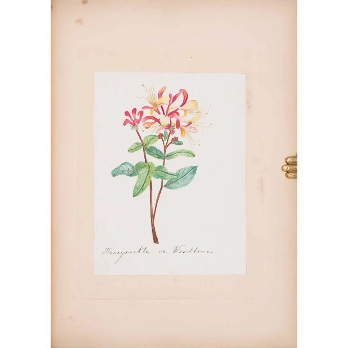 30 Victorian Botanical Illustrations in Watercolour (5)