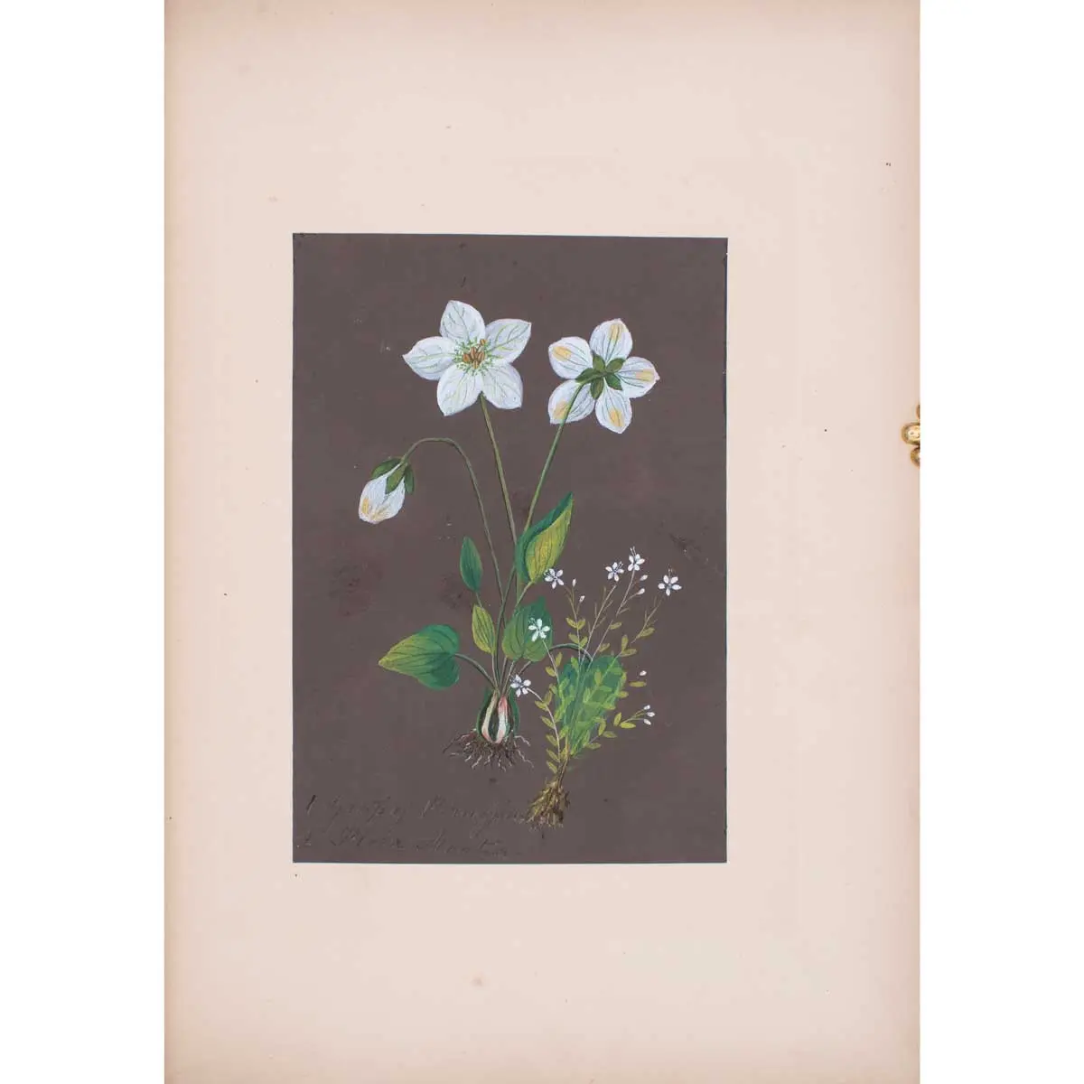 30 Victorian Botanical Illustrations in Watercolour (6)