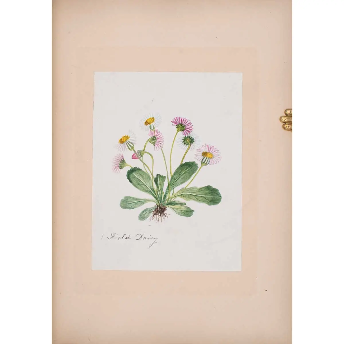 30 Victorian Botanical Illustrations in Watercolour (7)