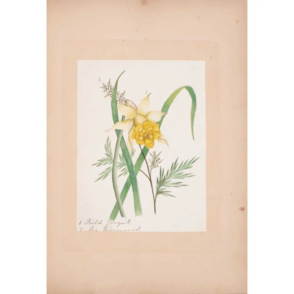 30 Victorian Botanical Illustrations in Watercolour (8)