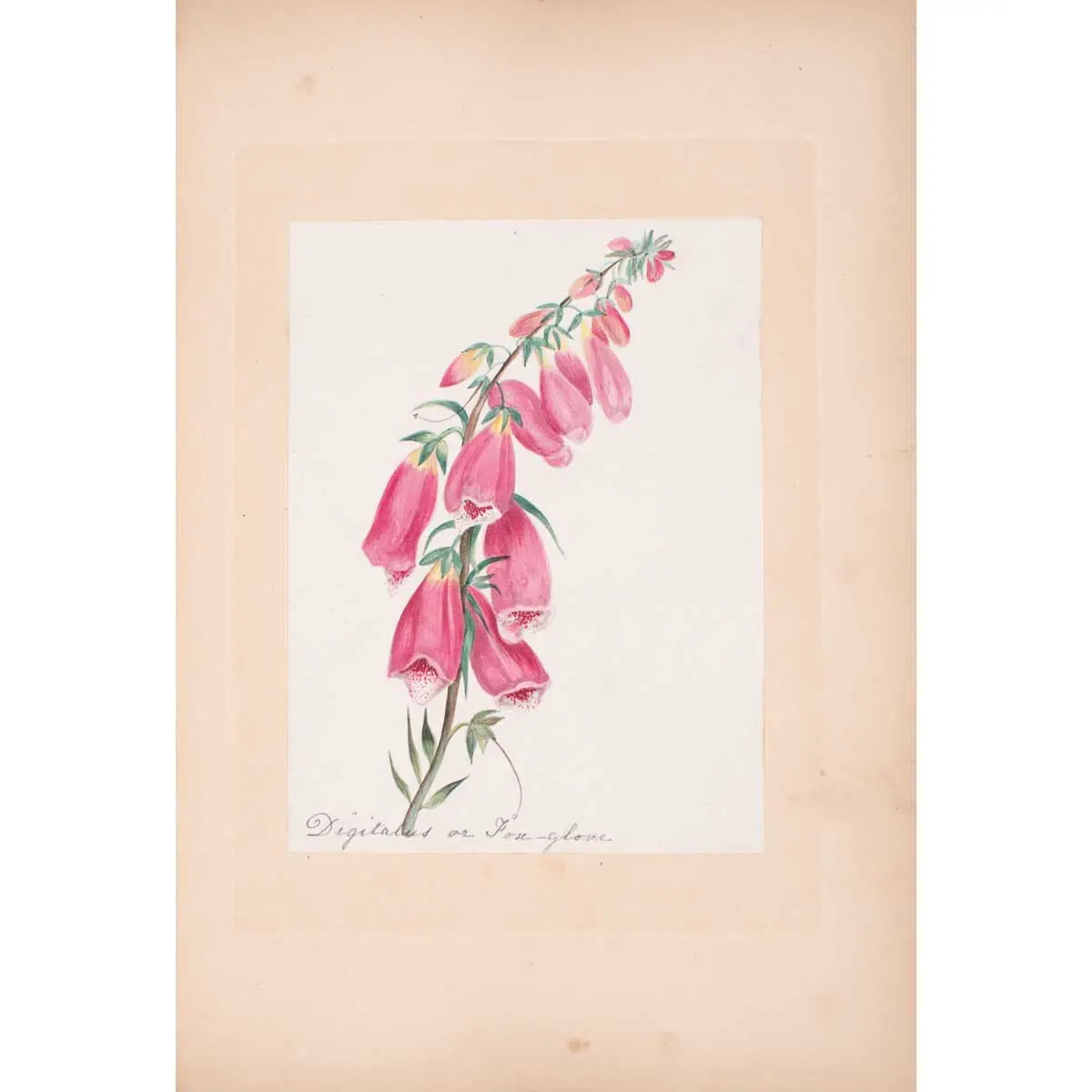 30 Victorian Botanical Illustrations in Watercolour