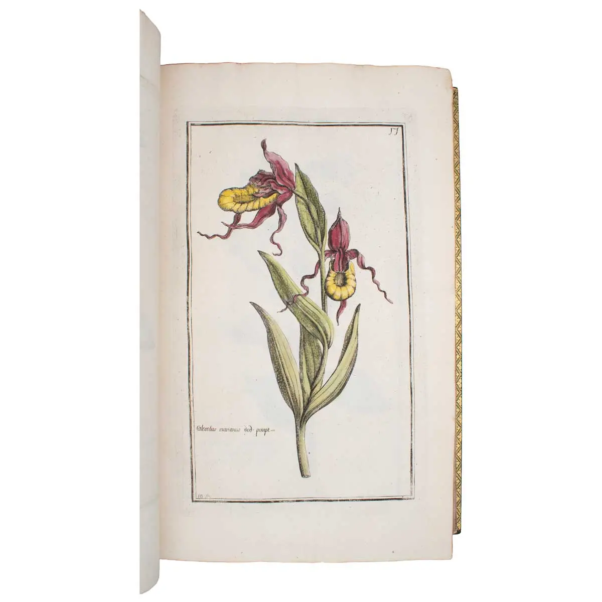 Histoire des plantes qui naissent aux environs d’Aix, et dans plusieurs autres endroits de la Provence (6)