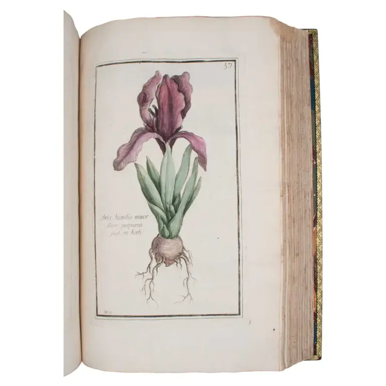 Histoire des plantes qui naissent aux environs d’Aix, et dans plusieurs autres endroits de la Provence.