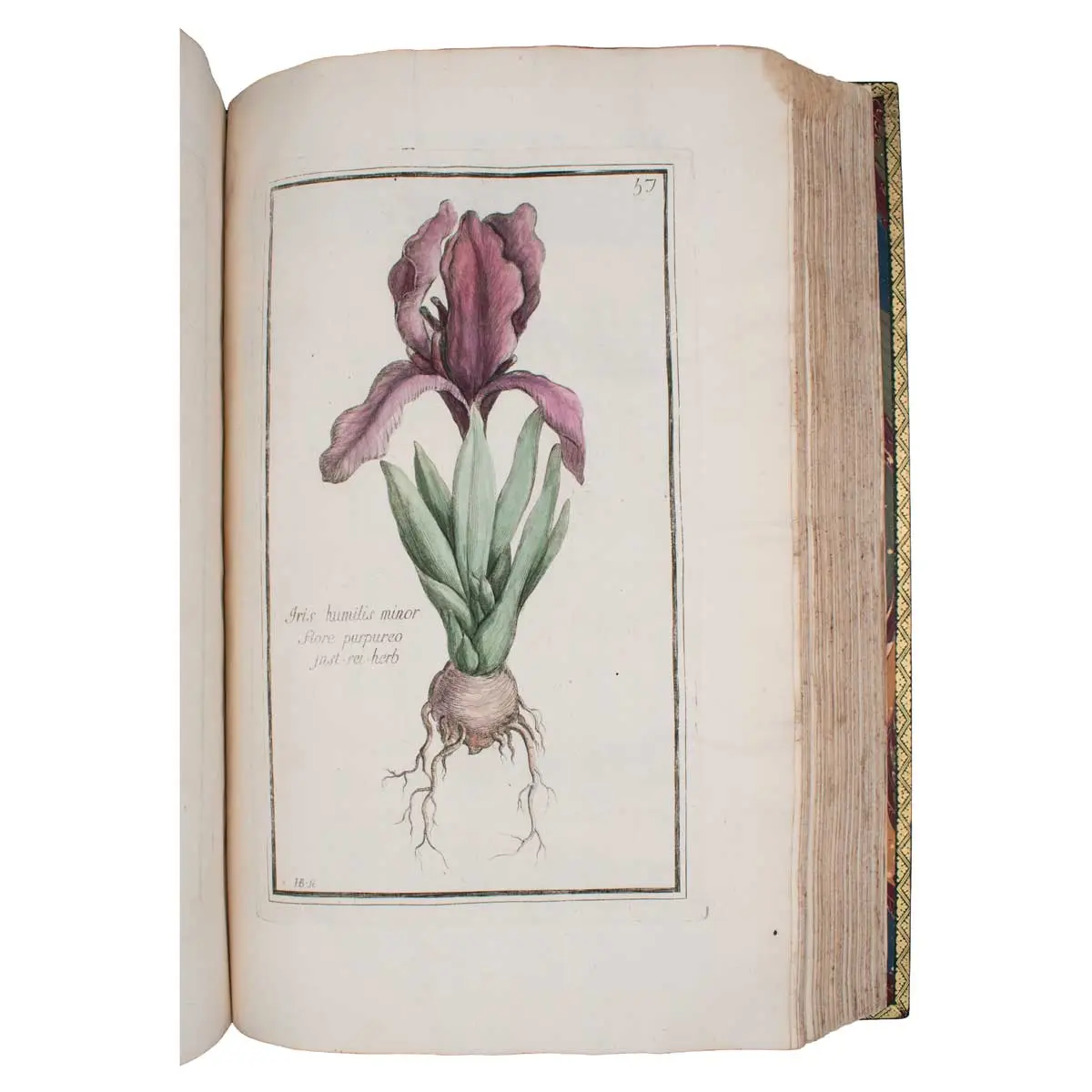 Histoire des plantes qui naissent aux environs d'Aix, et dans plusieurs autres endroits de la Provence.