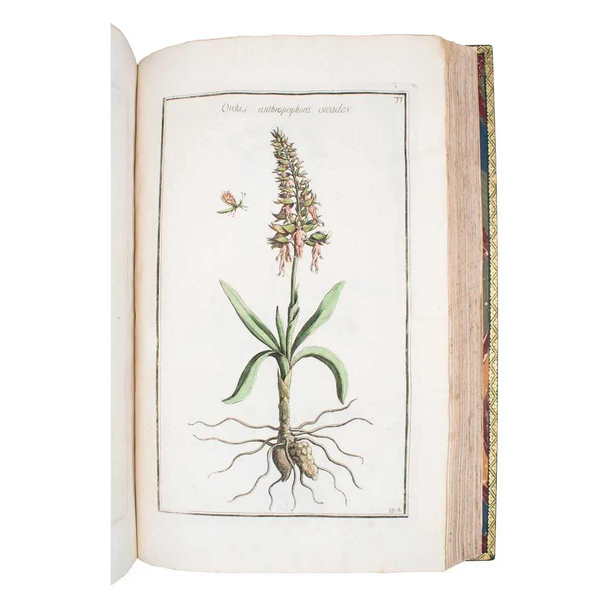 Histoire des plantes qui naissent aux environs d’Aix, et dans plusieurs autres endroits de la Provence (7)