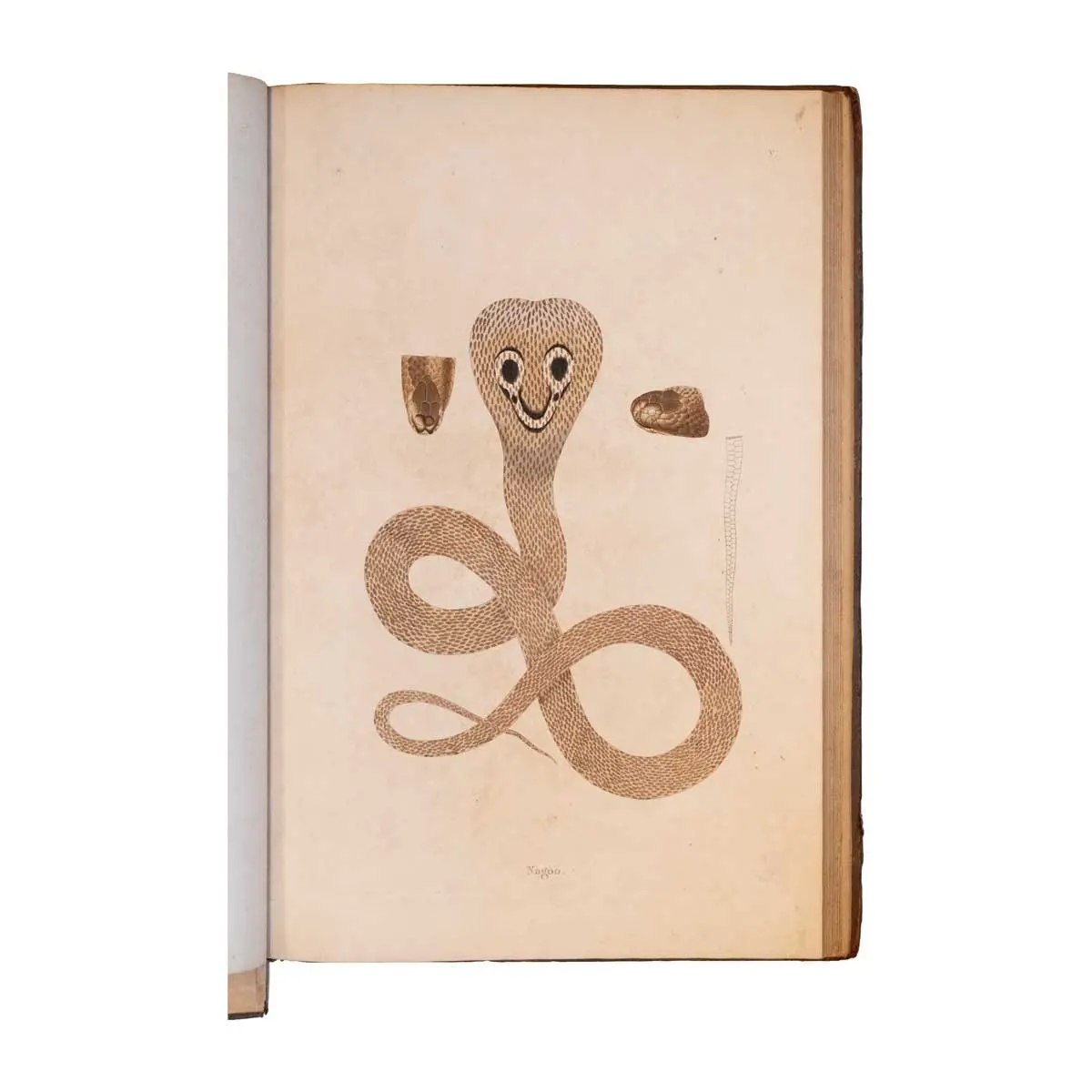 An account of Indian Serpents, Collected on the Coast of Coromandel [with] A Continuation of an Account of Indian Serpents containing descriptions and figures from specimens and drawings transmitted (4)