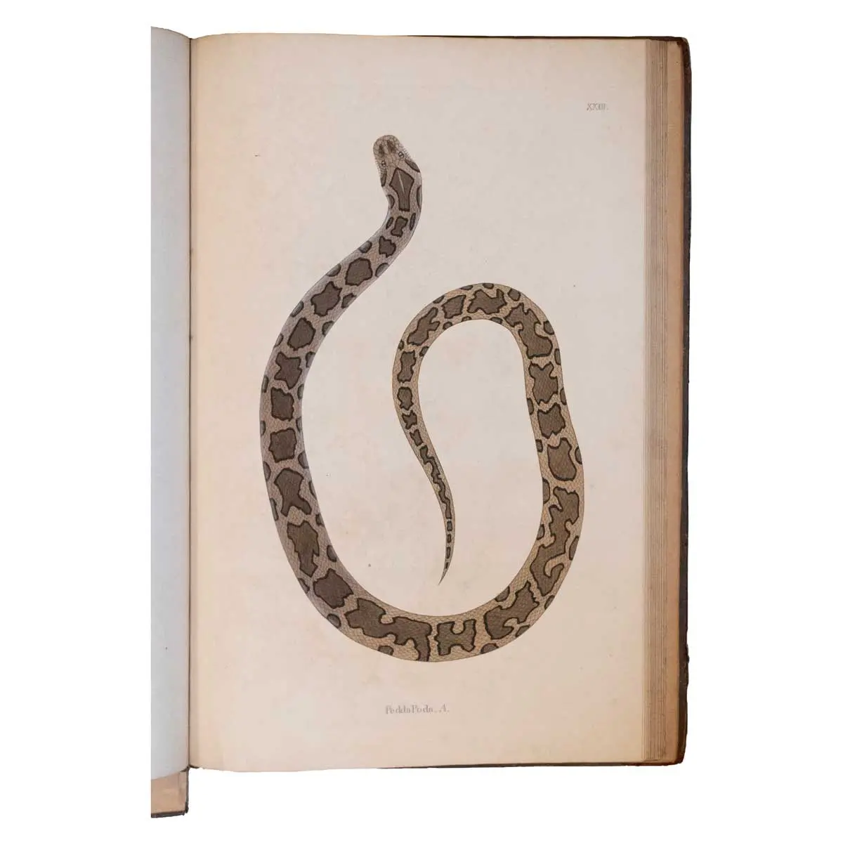 An account of Indian Serpents, Collected on the Coast of Coromandel [with] A Continuation of an Account of Indian Serpents containing descriptions and figures from specimens and drawings transmitted (5)