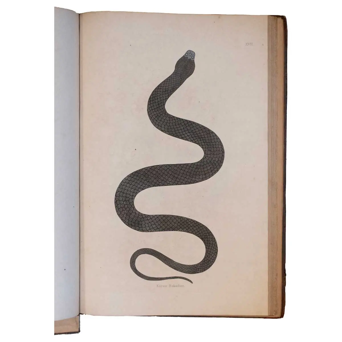 An account of Indian Serpents, Collected on the Coast of Coromandel [with] A Continuation of an Account of Indian Serpents containing descriptions and figures from specimens and drawings transmitted (6)
