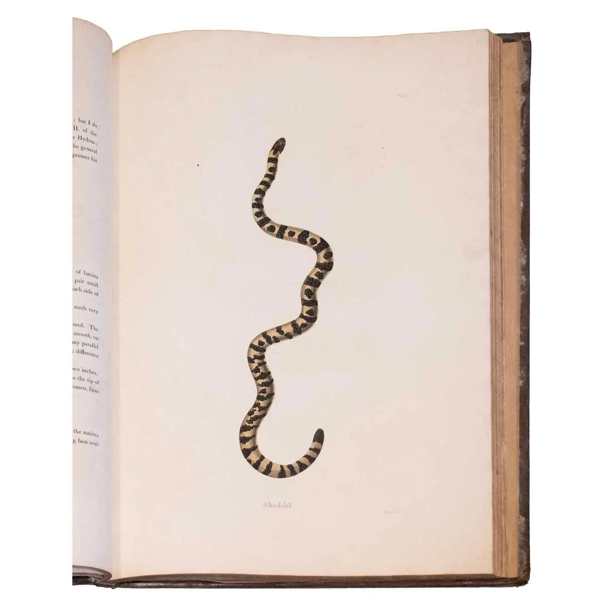An account of Indian Serpents, Collected on the Coast of Coromandel [with] A Continuation of an Account of Indian Serpents containing descriptions and figures from specimens and drawings transmitted (8)