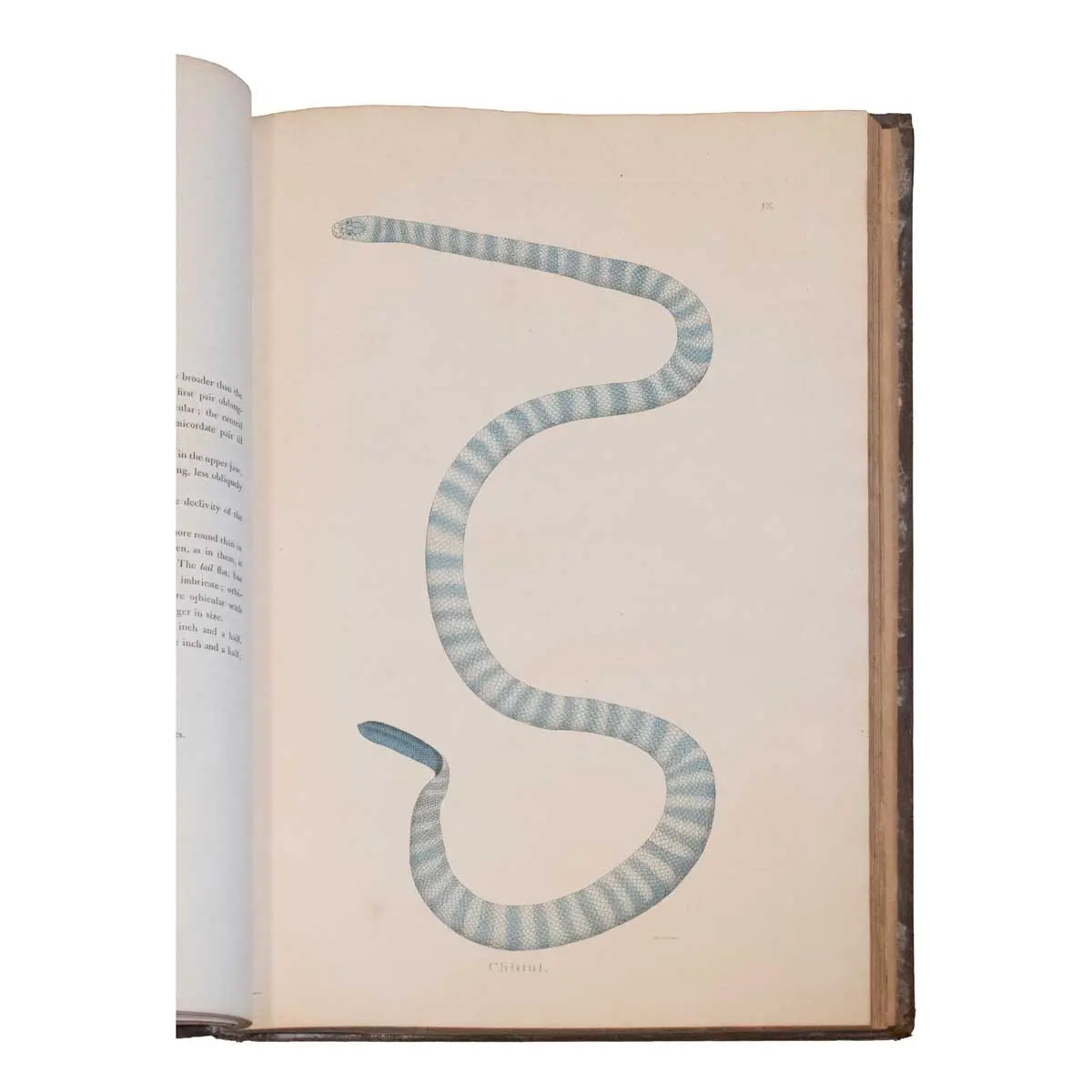 An account of Indian Serpents, Collected on the Coast of Coromandel [with] A Continuation of an Account of Indian Serpents containing descriptions and figures from specimens and drawings trans