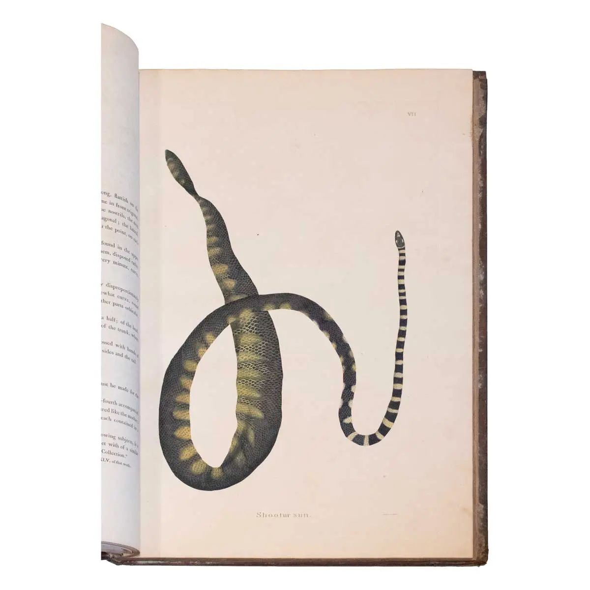 An account of Indian Serpents, Collected on the Coast of Coromandel [with] A Continuation of an Account of Indian Serpents containing descriptions and figures from specimens and drawings transmitted (3)