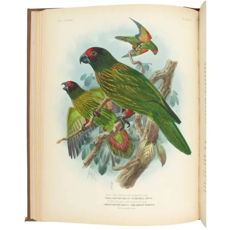 A Monograph of the Lories, or Brush-Tongued Parrots, composing the family Loriidae.