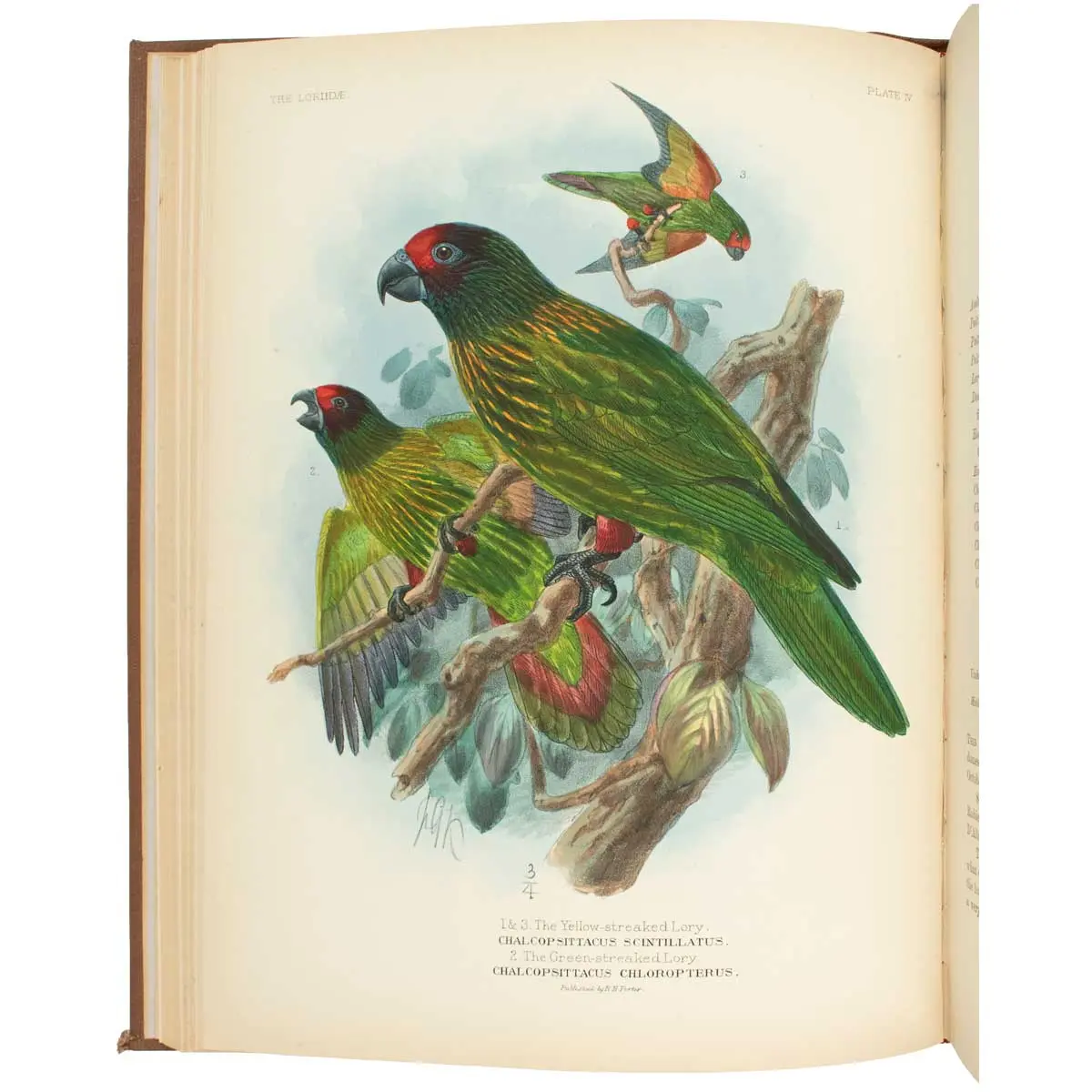 A Monograph of the Lories, or Brush-Tongued Parrots, composing the family Loriidae.