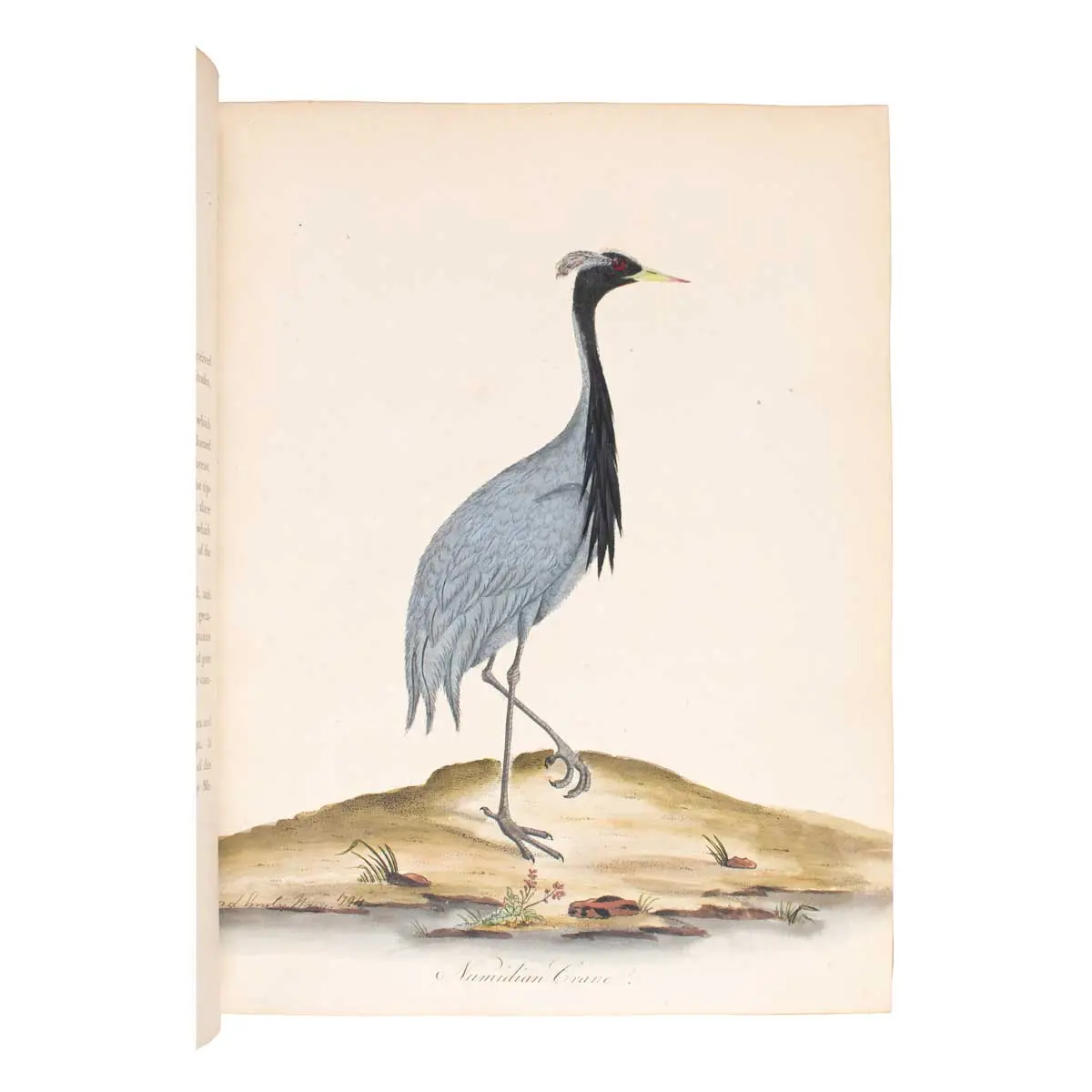 Portraits of Rare and Curious Birds, with their Descriptions, from the Menageryof Osterley Park (4)