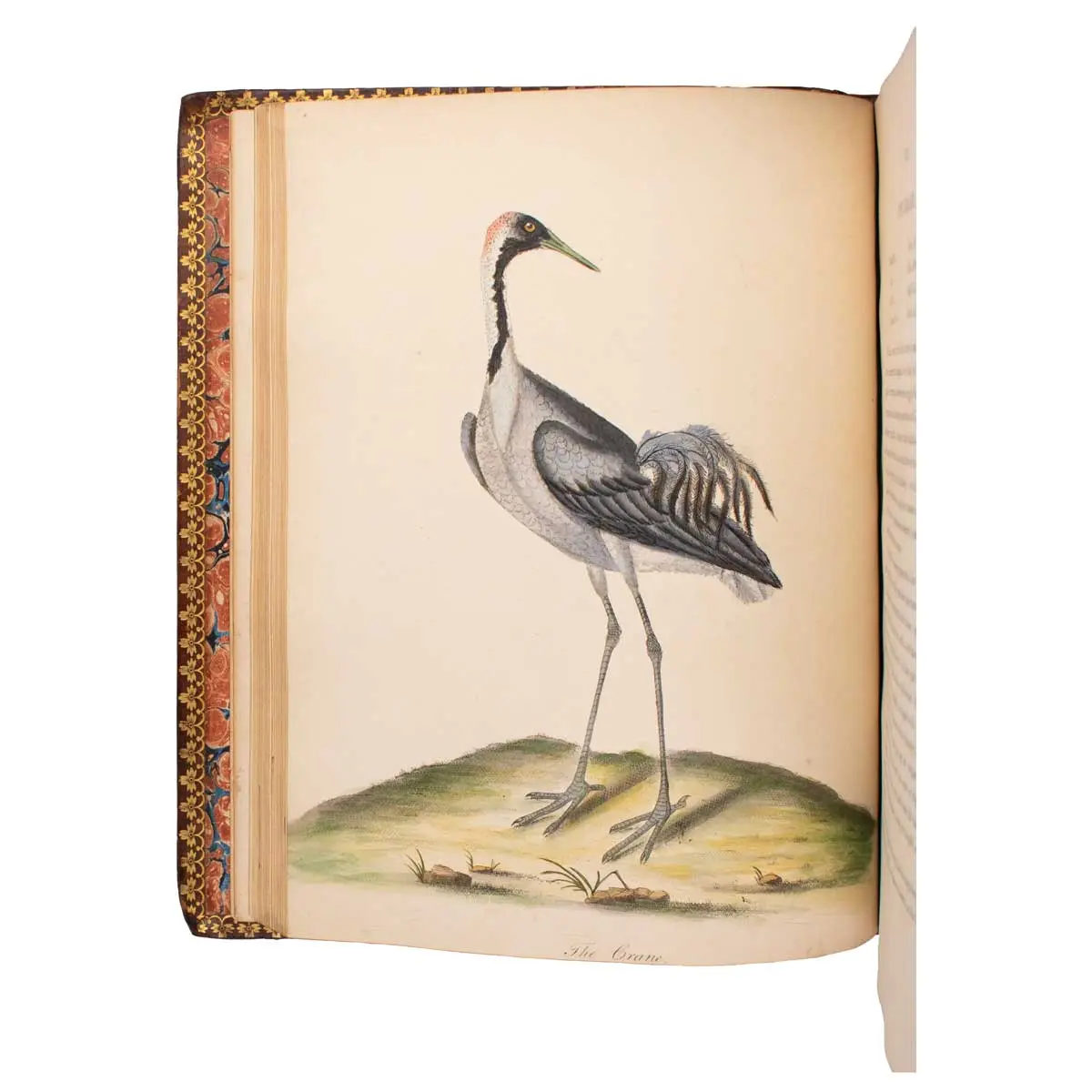 Portraits of Rare and Curious Birds, with their Descriptions, from the Menageryof Osterley Park (5)