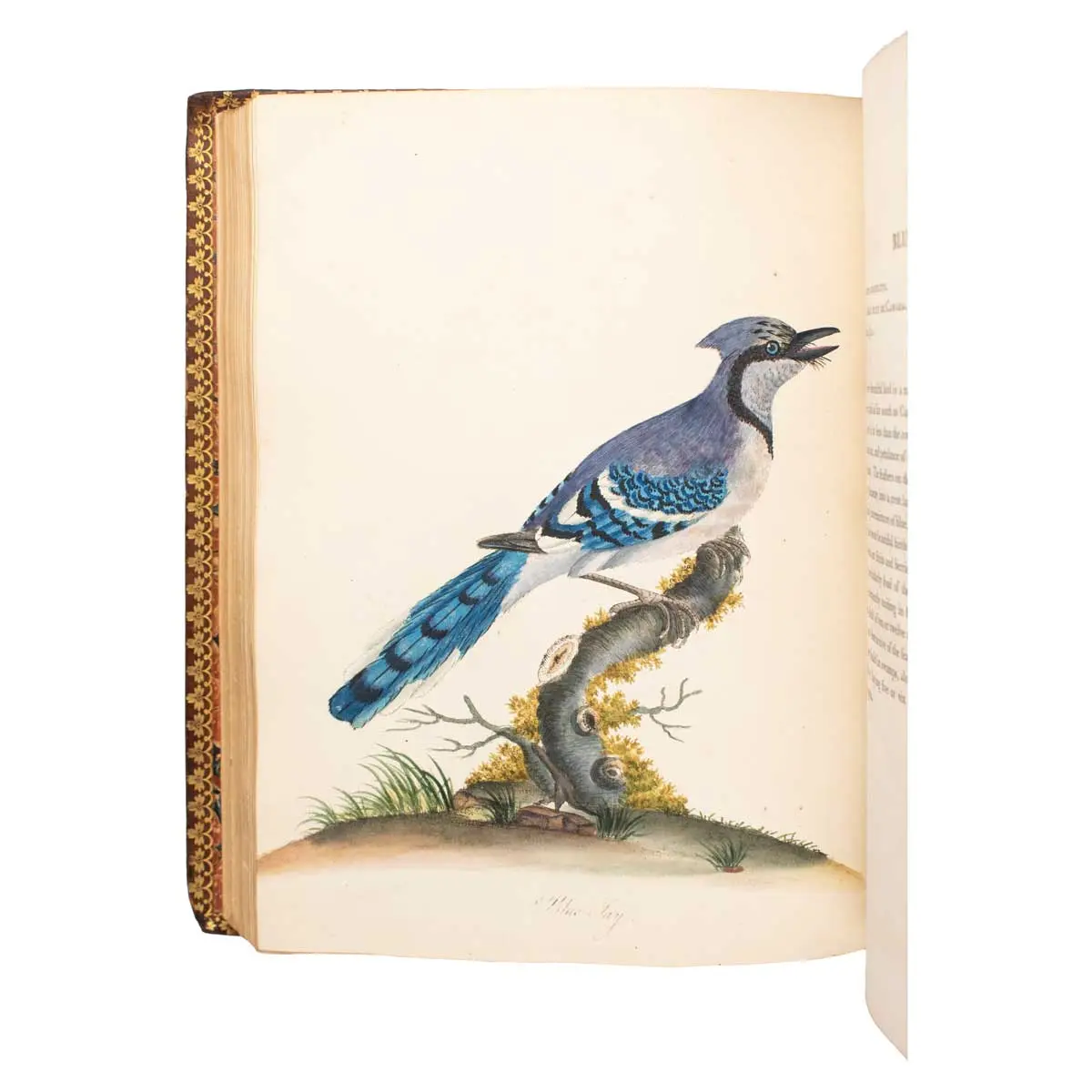 Portraits of Rare and Curious Birds, with their Descriptions, from the Menageryof Osterley Park (6)