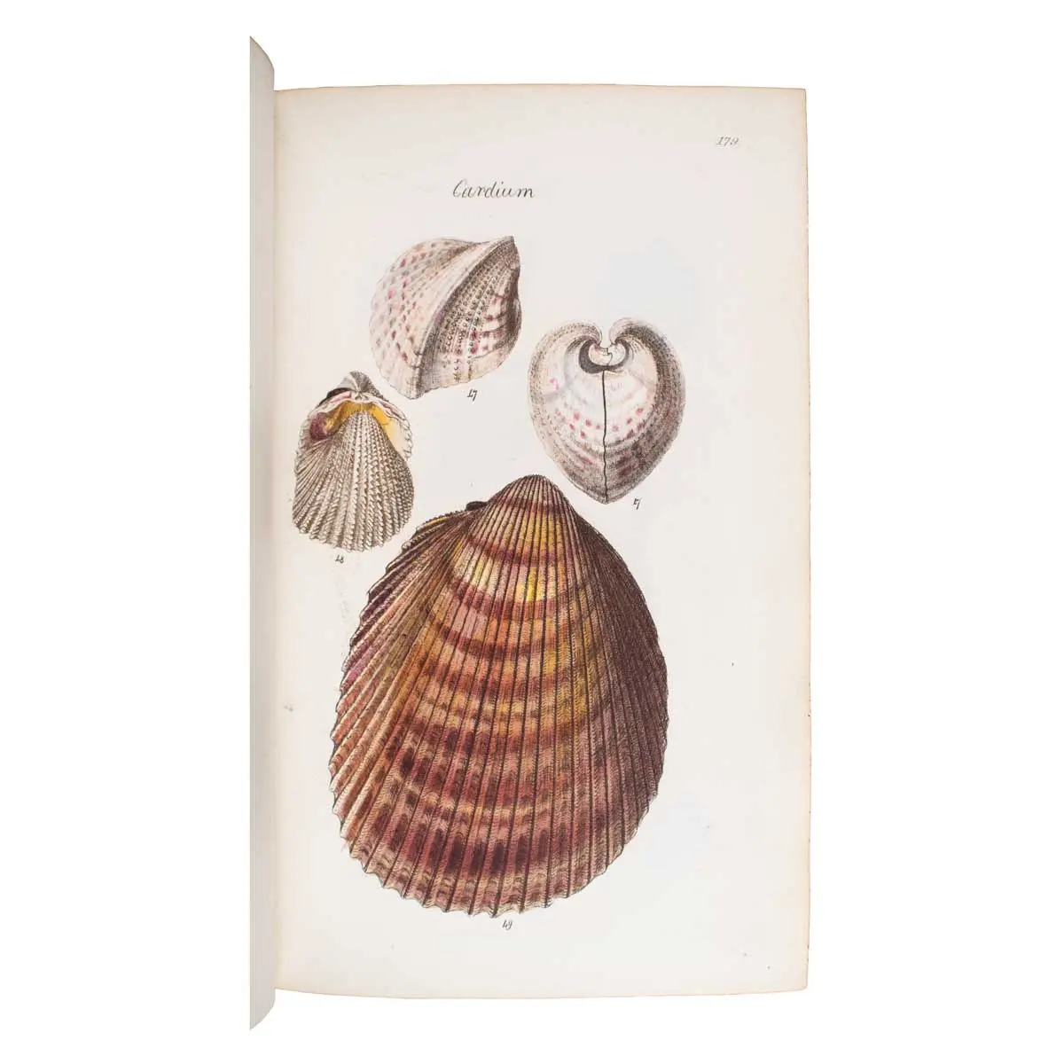 The Conchological Illustrations (3)