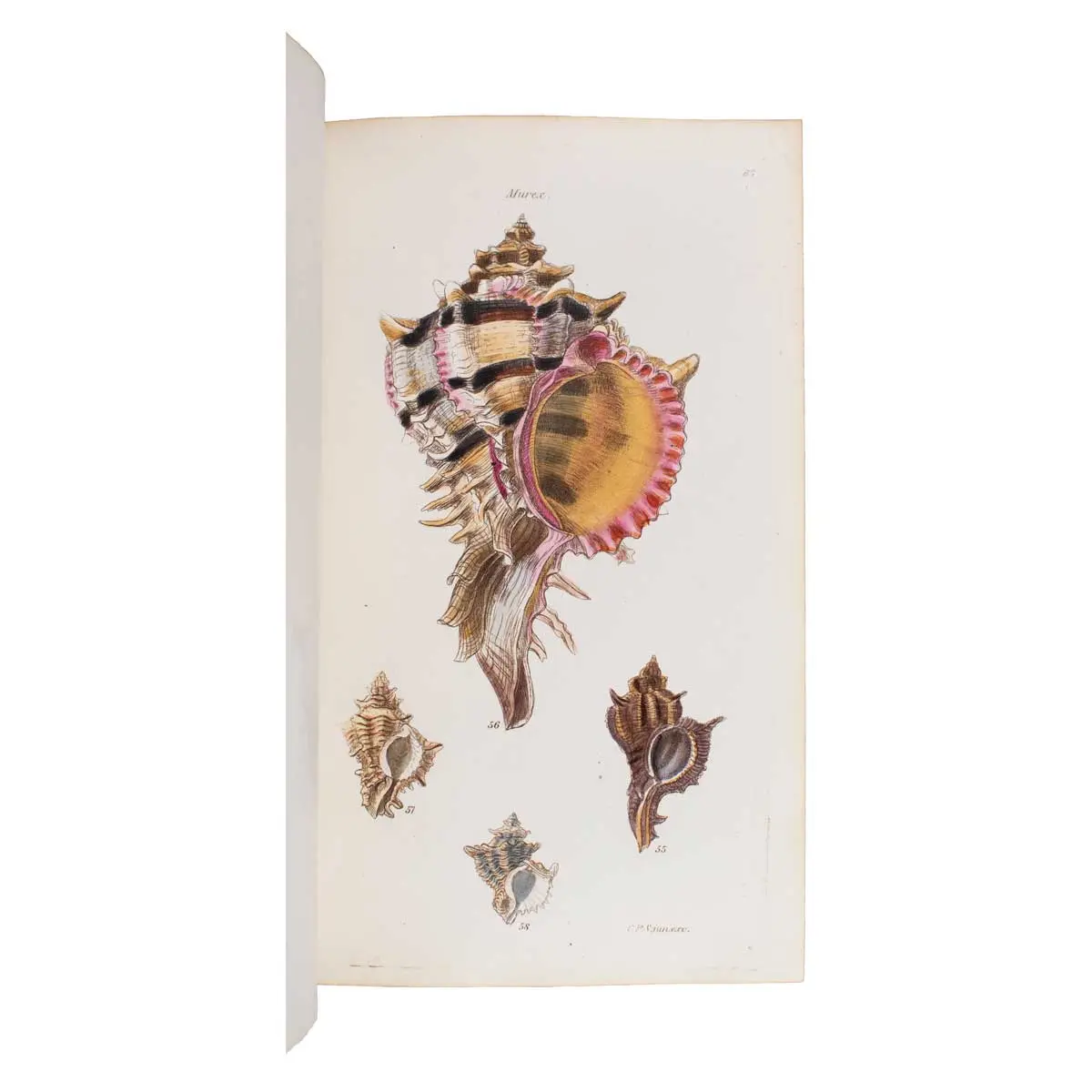 The Conchological Illustrations.