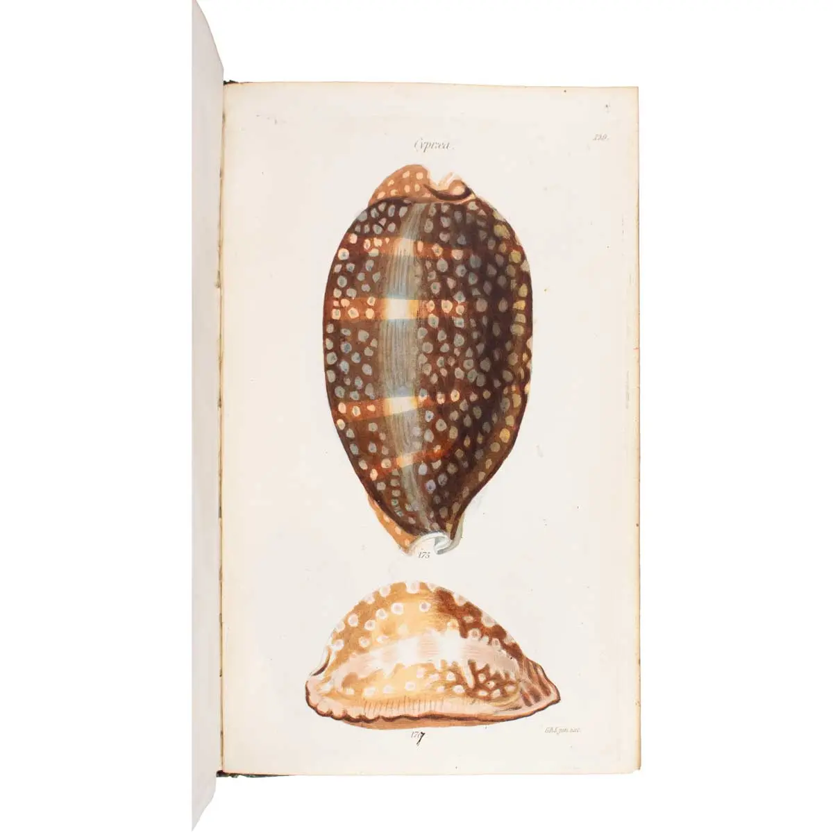 The Conchological Illustrations (4)