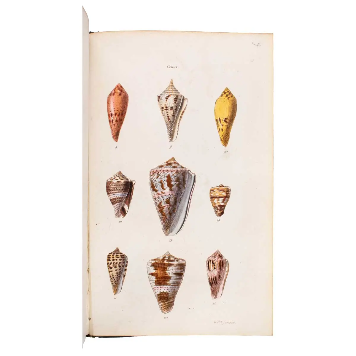 The Conchological Illustrations (5)