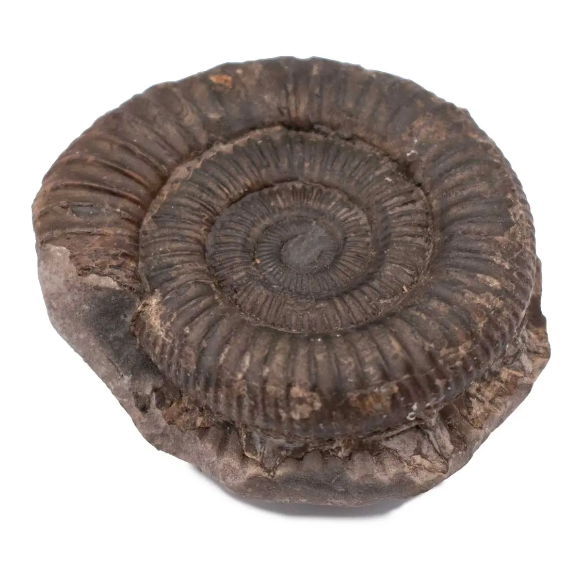 AMMONITE