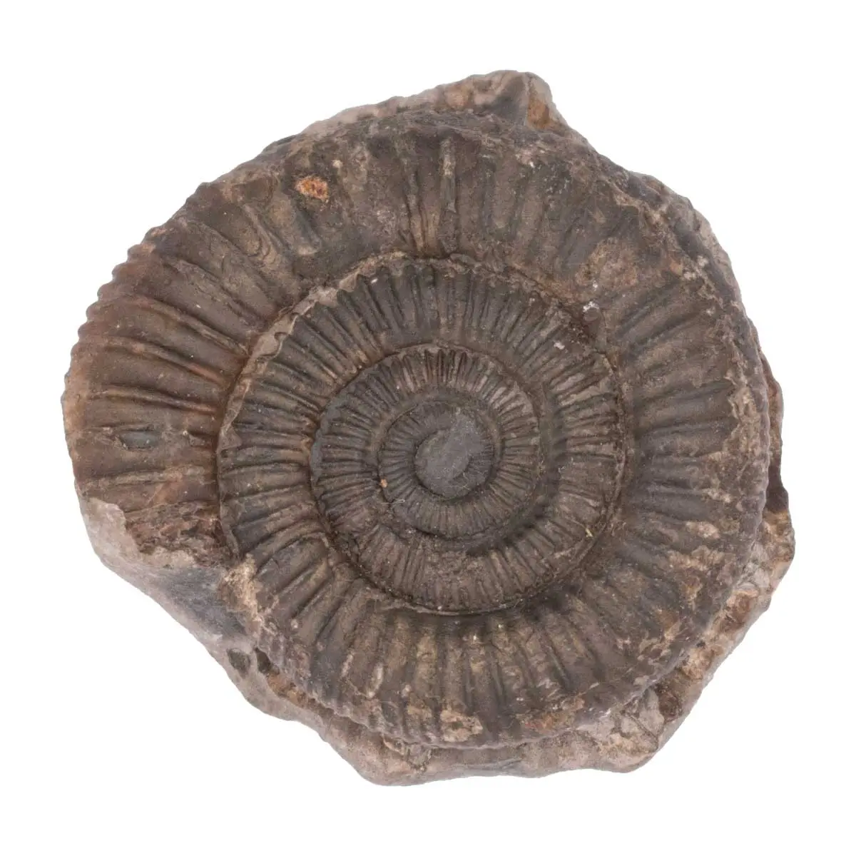 AMMONITE (2)