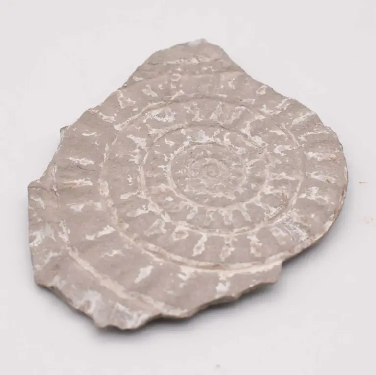 AMMONITE