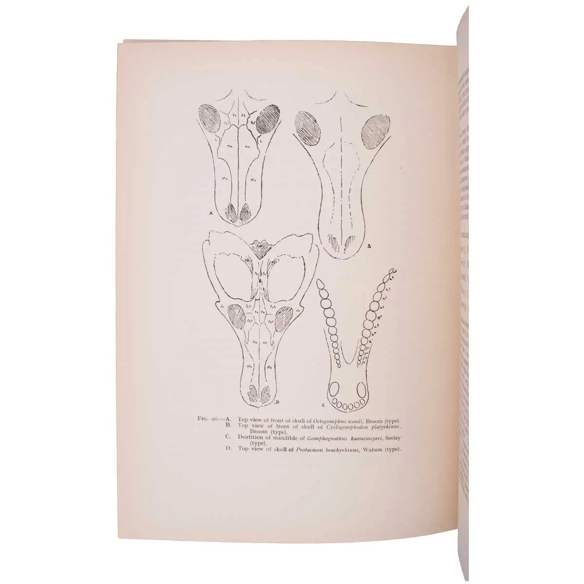 The Mammal-Like Reptiles of South Africa and the Origin of Mammals (4)