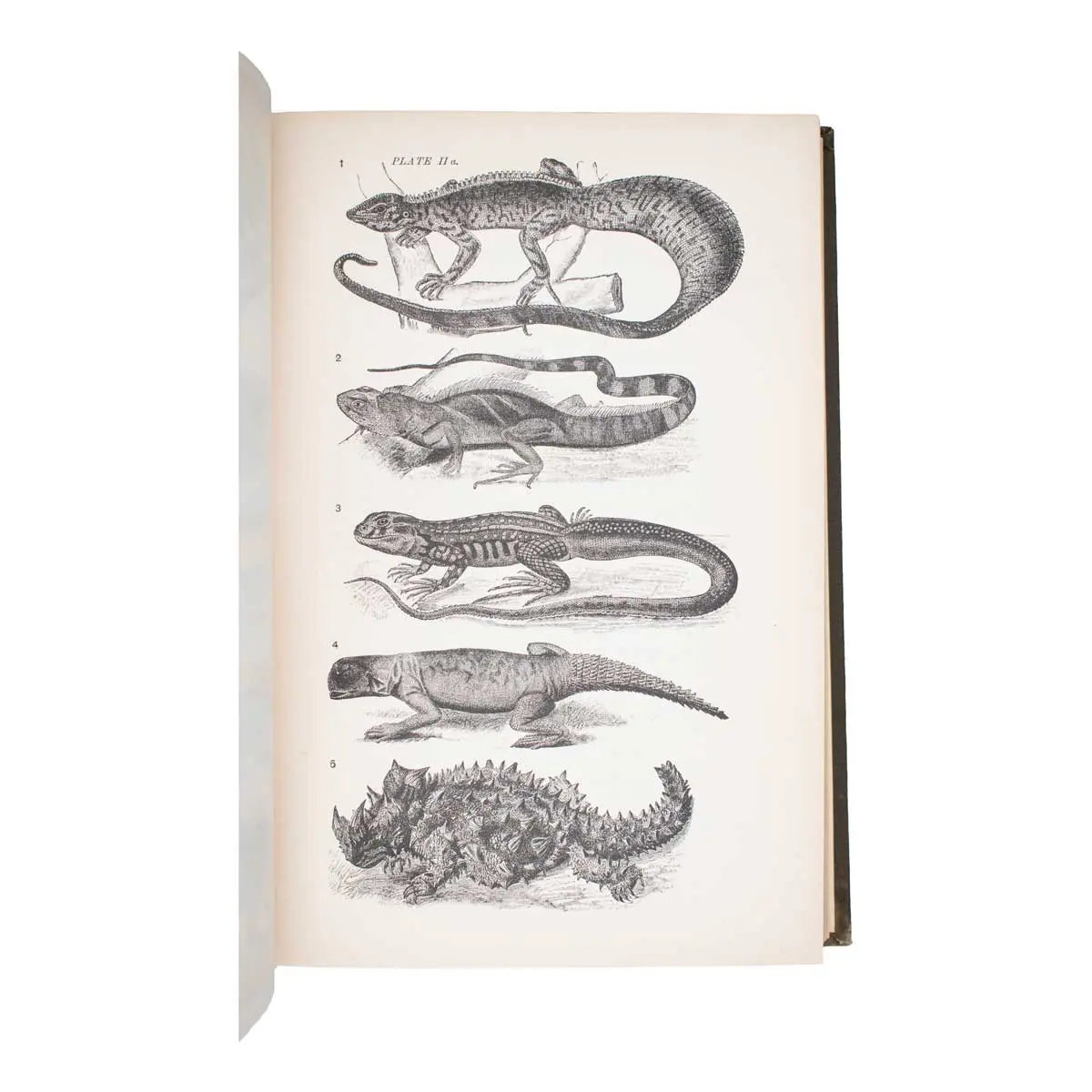 The Origin of the Fittest: Essays on Evolution (3)