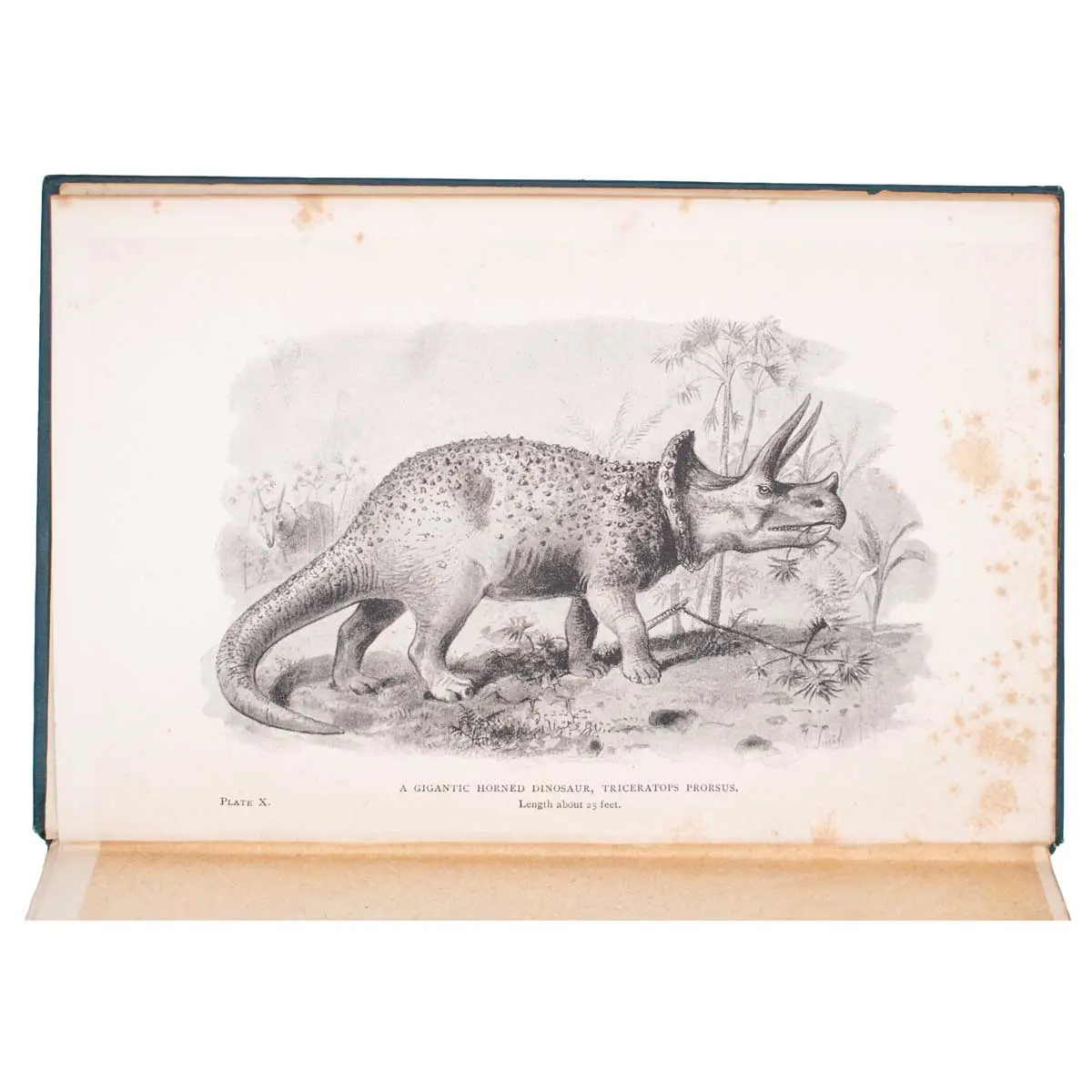 Extinct Monsters. A Popular Account of Some of the Larger Forms of Ancient Animal Life (4)