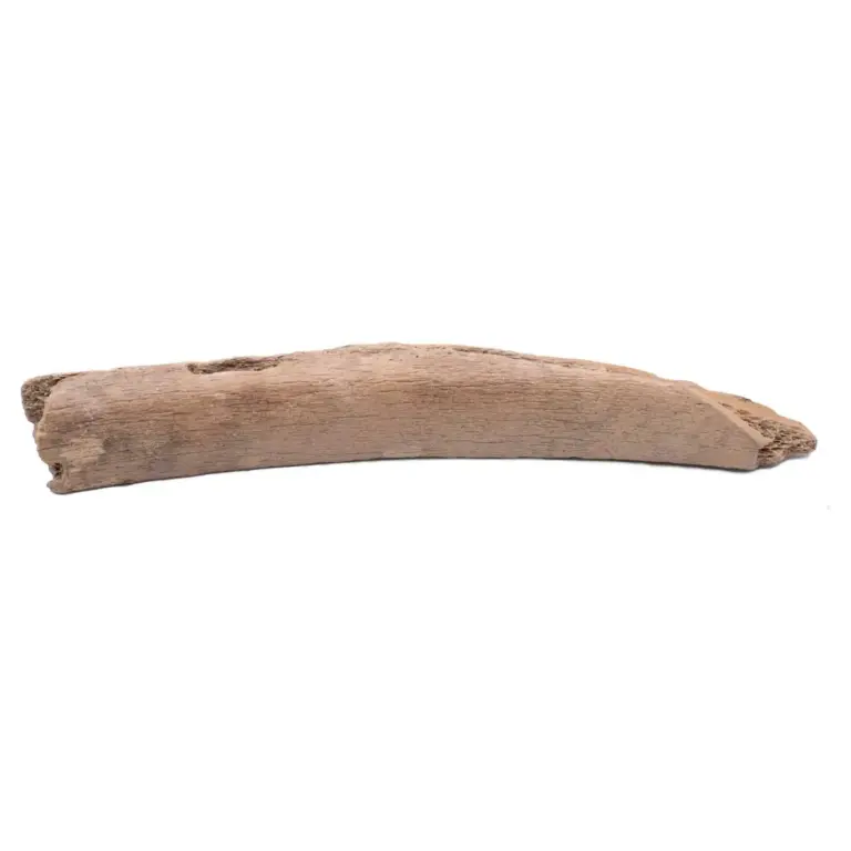 MAMMOTH BONE FRAGMENT