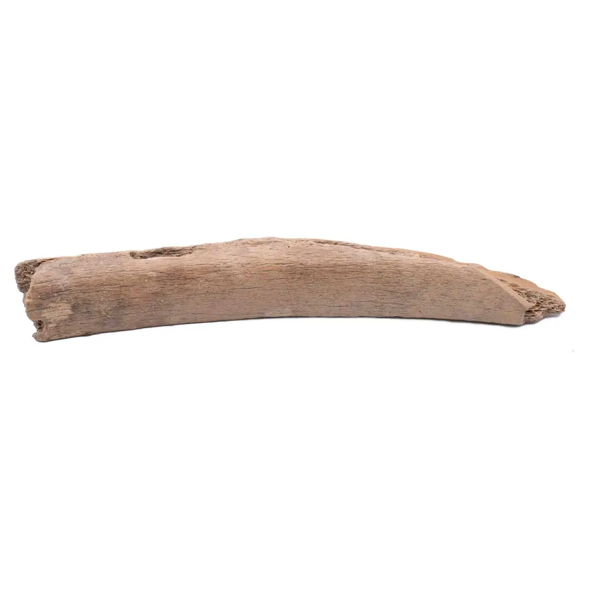 MAMMOTH BONE FRAGMENT