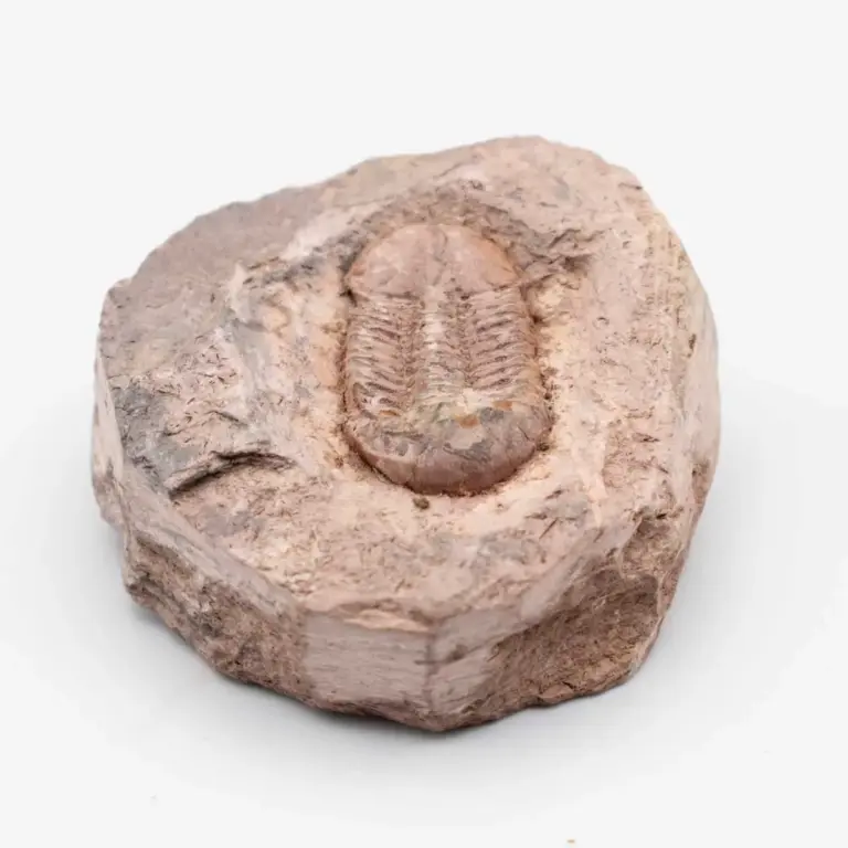 TRILOBITE