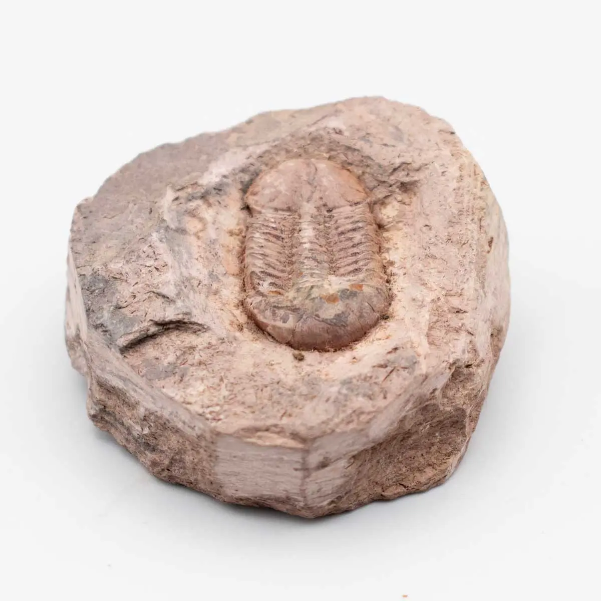 TRILOBITE