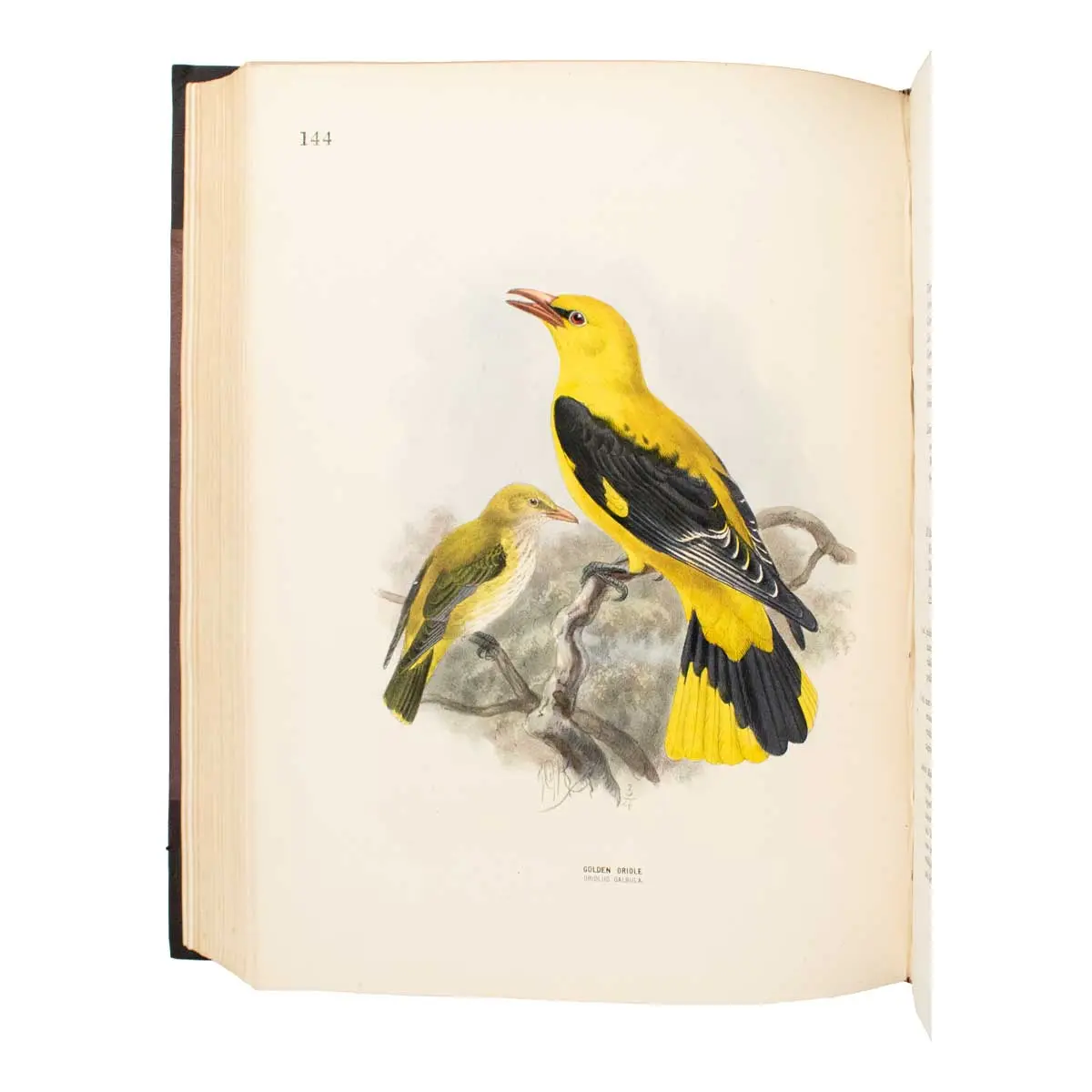 A History of the Birds of Europe, including all the species inhabiting the western Palaearctic Regions (5)