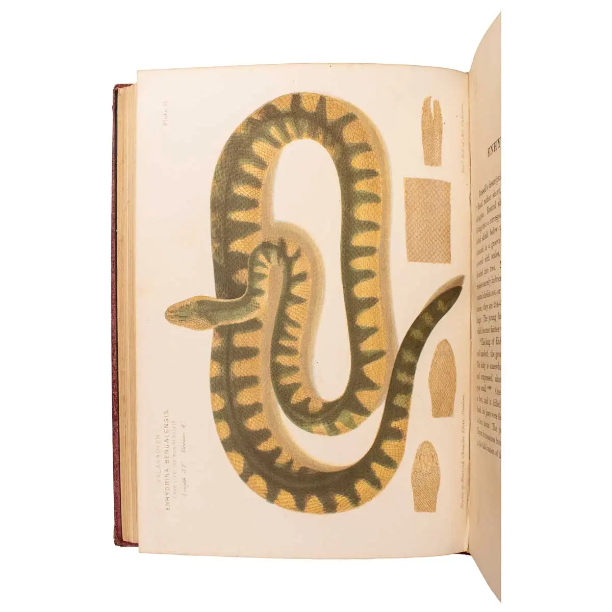 The Poisonous Snakes of India for the use of the Officials and others Residing in the Indian Empire (4)