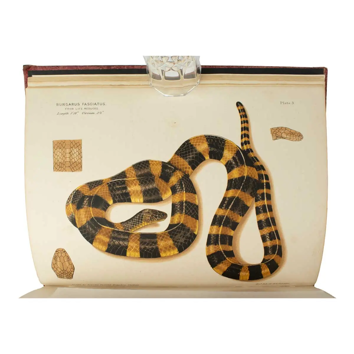 The Poisonous Snakes of India for the use of the Officials and others Residing in the Indian Empire (3)